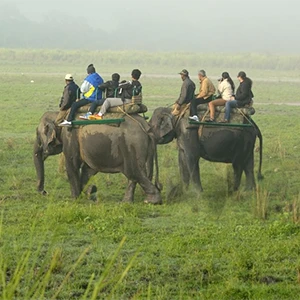 Elephant Safari